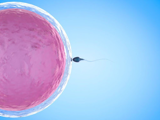 How IVF Works A Step-by-Step Guide to In Vitro Fertilization